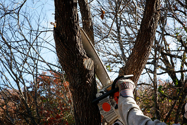 How Our Tree Care Process Works  in  Rochester, NH